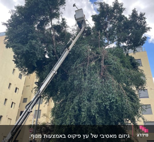 עץ גבוה עם מנוף לגיזום בשטח עירוני